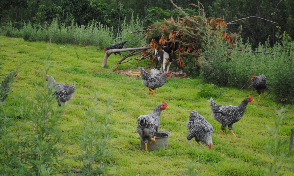 生态养殖项目：龙驹山地芦花鸡高效山地鸡散养基地