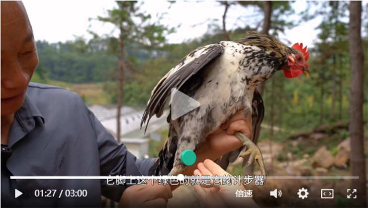 智慧养鸡案例：浙江省湖州市安吉鹊山鸡，跑步鸡项目
