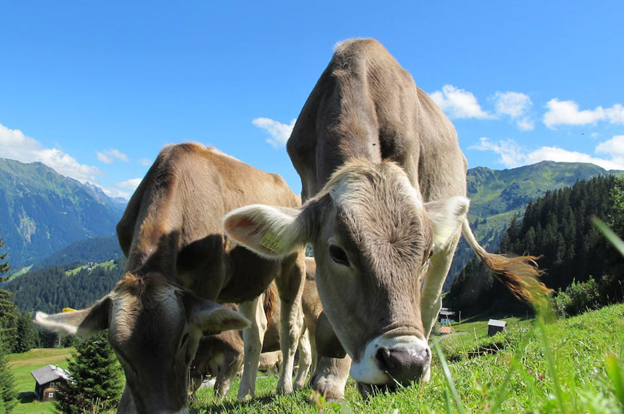 数字时代农业新风潮：智能耳标引领奶牛肉牛产业贷后监管革命