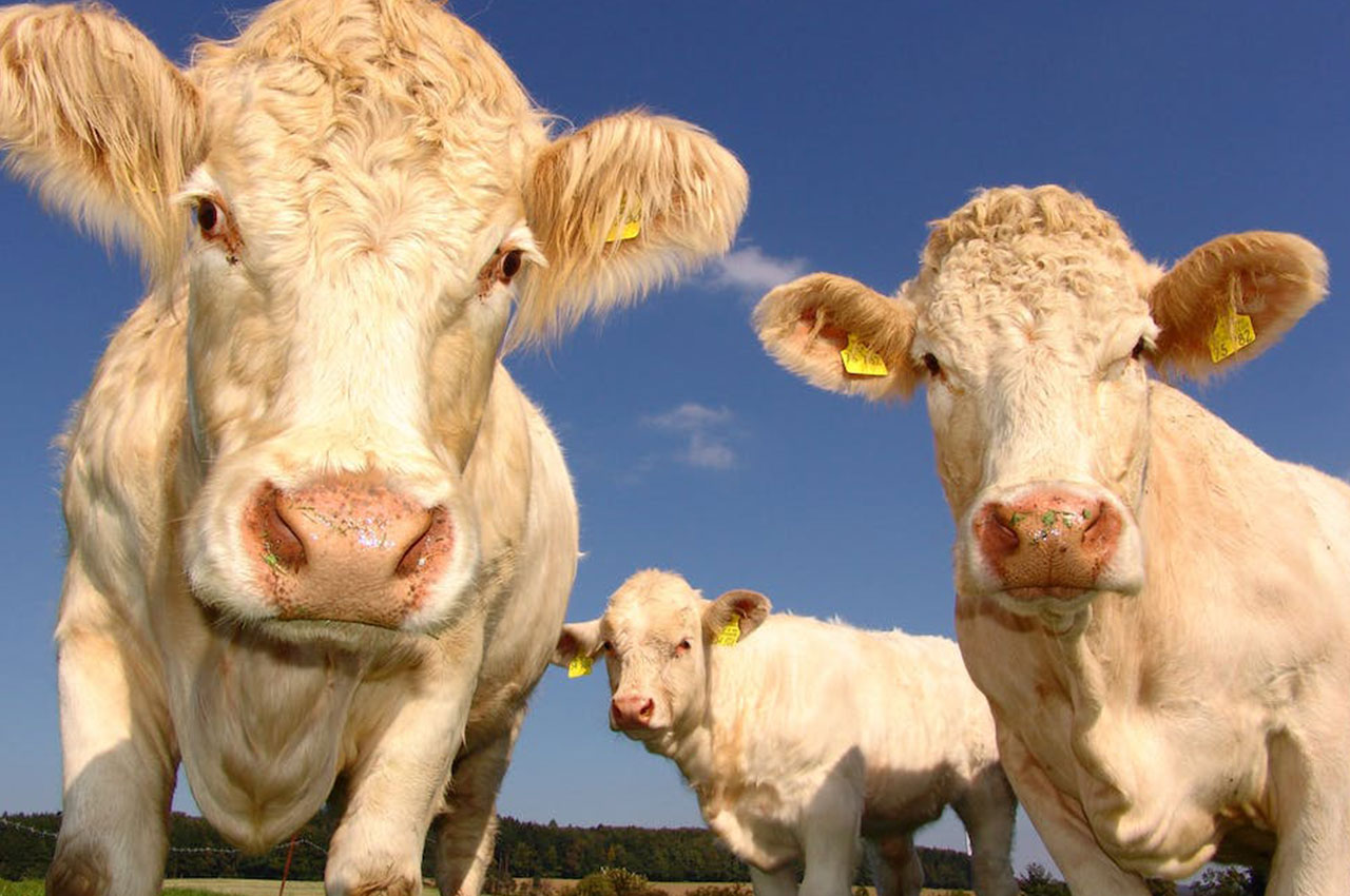 数字时代农业：智能耳标引领奶牛肉牛产业金融监管智能化