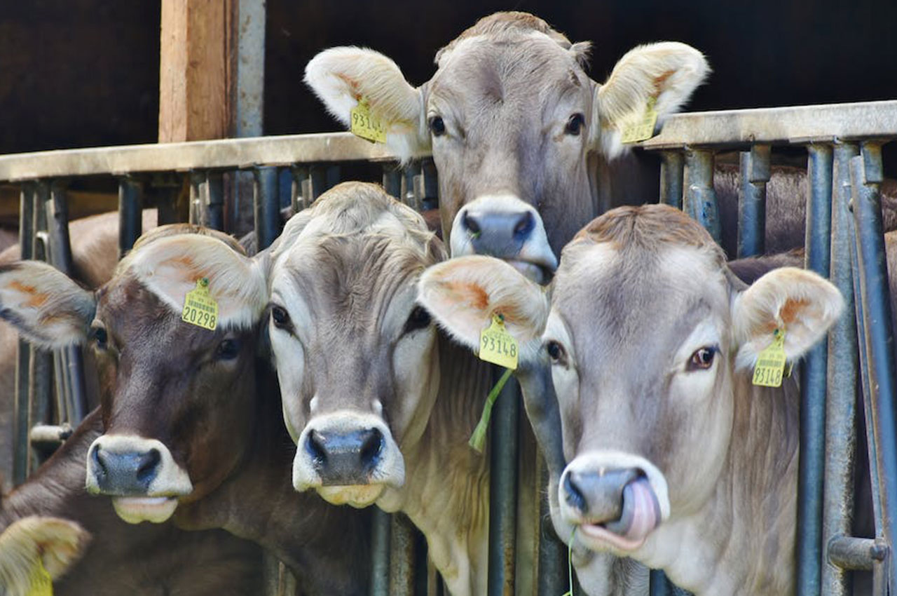 智能养殖：蓝牙测温耳标助力奶牛肉牛产业数字化管理