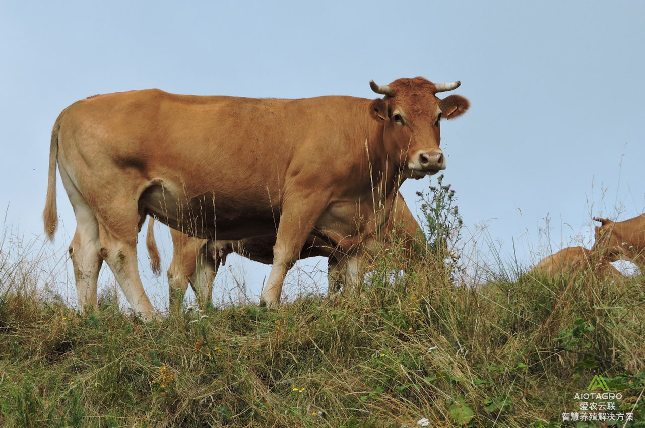 肉牛全产业链融合：推动农业现代化的关键路径