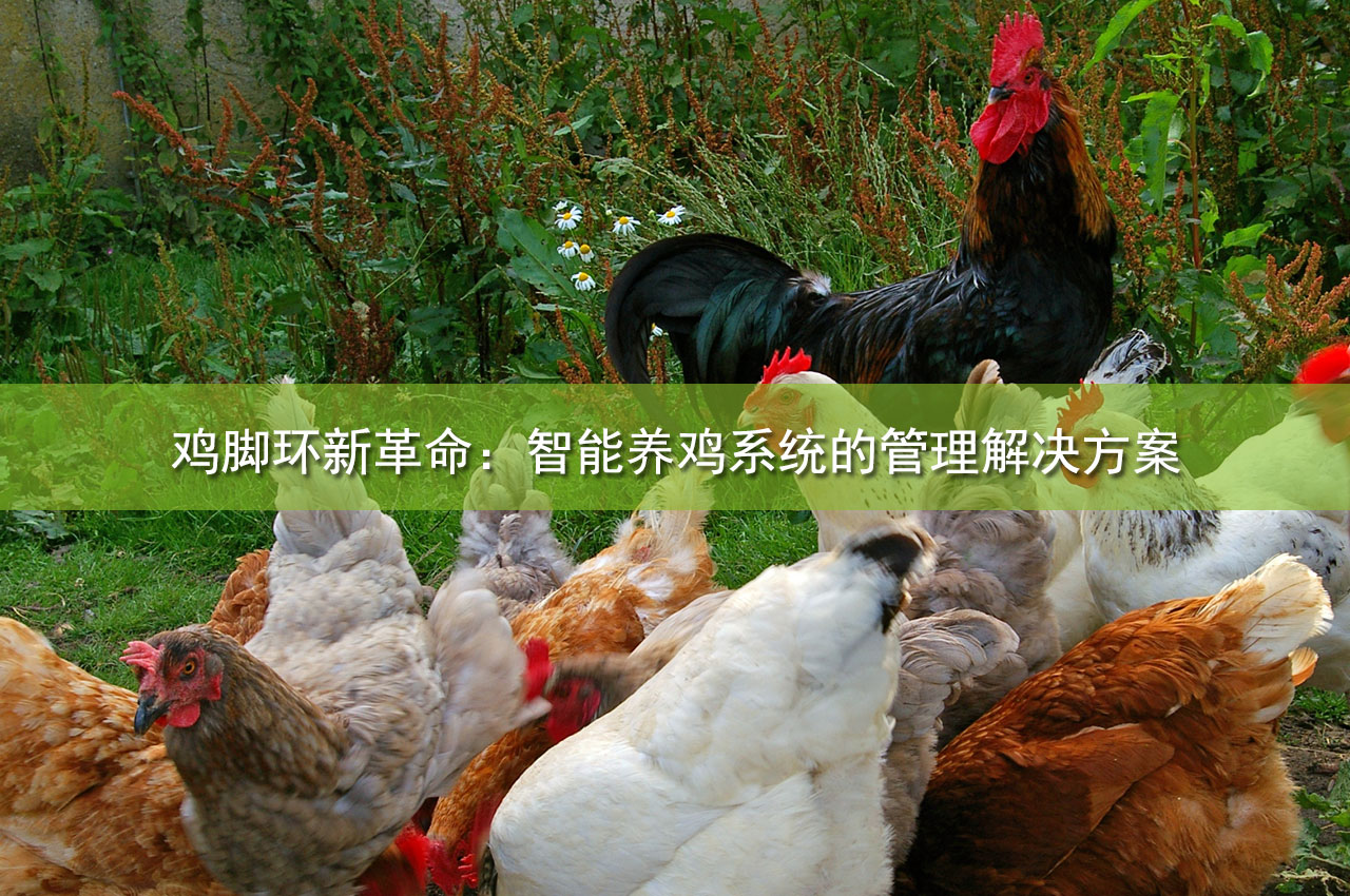 鸡脚环新革命：智能养鸡系统的管理解决方案