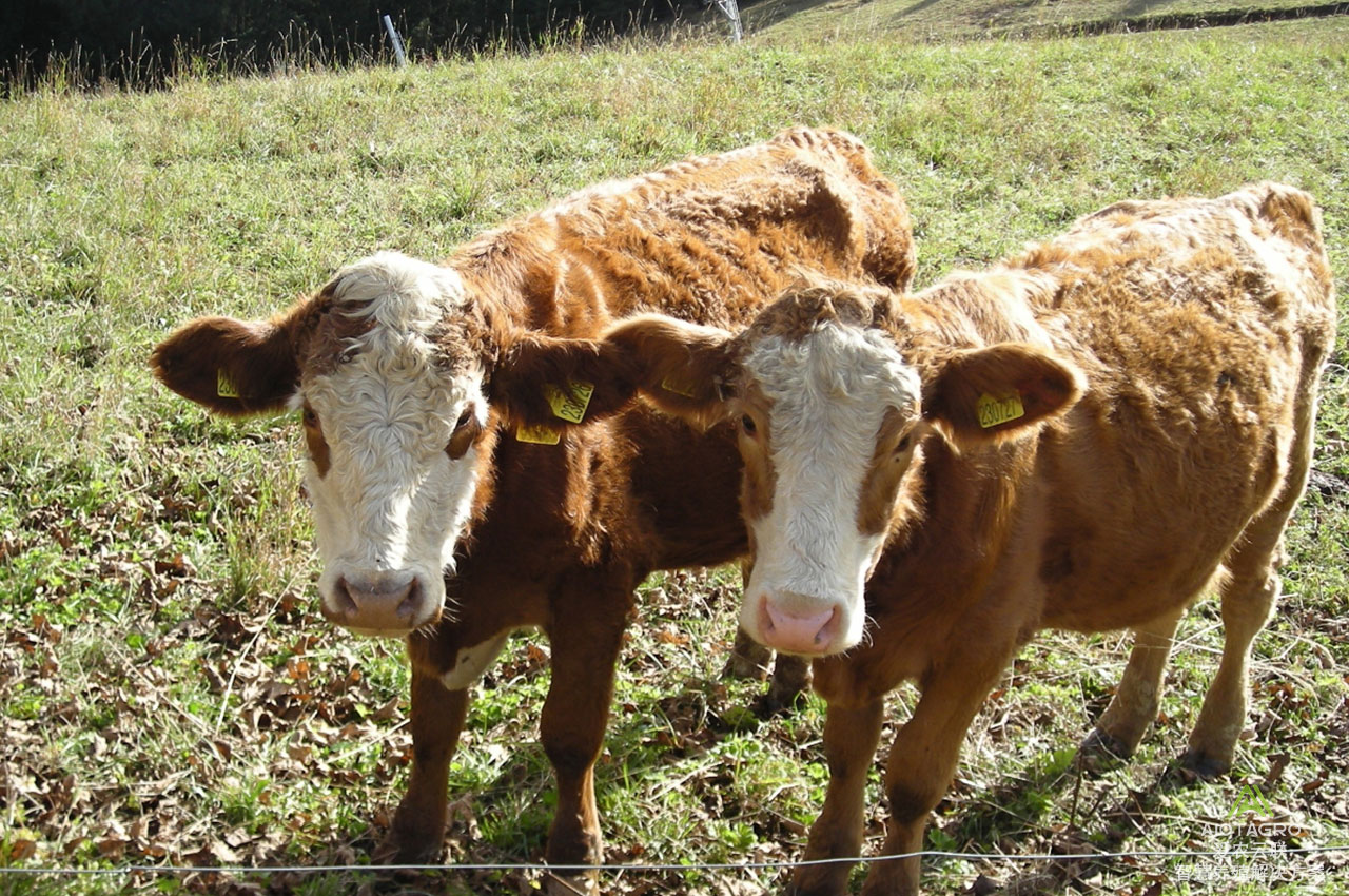 未来养殖：蓝牙测温耳标如何助力农牧业提升管理水平