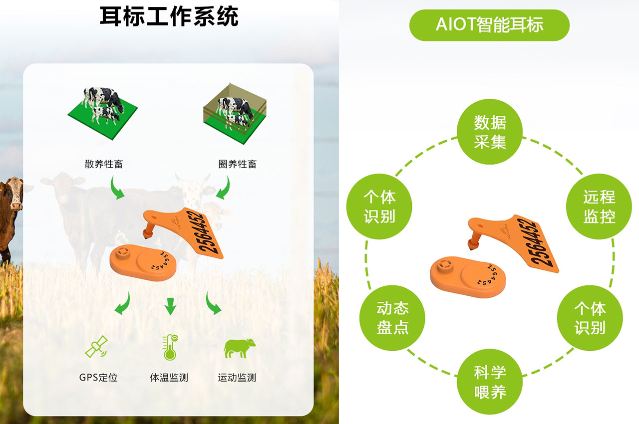 牛用电子耳标的功能与应用：提升牛场管理效率的新利器