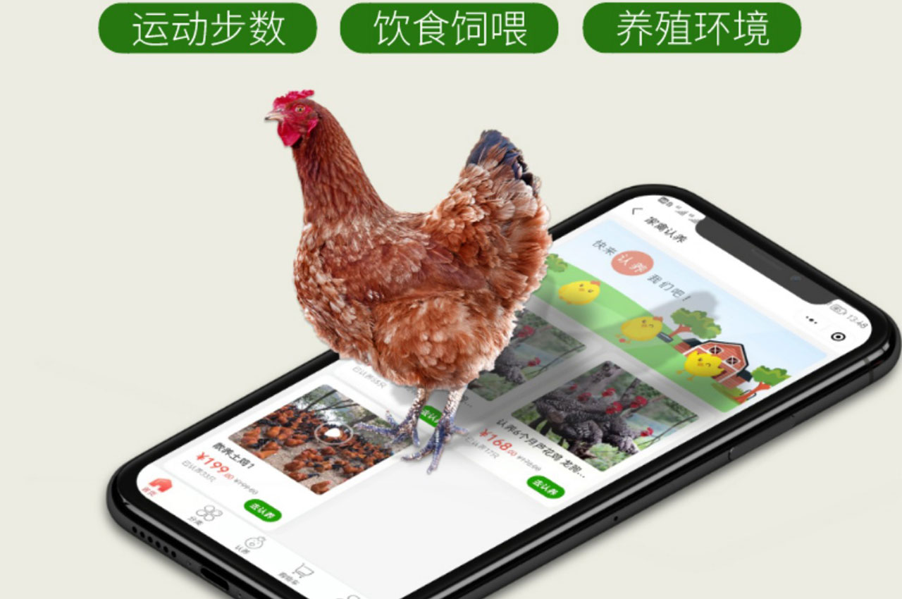 鸡脚环的创新应用：实现智慧养鸡的新工具