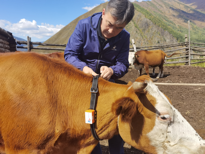 中国电信推出的“天翼看家”及“智慧养殖”农场主测试牛项圈