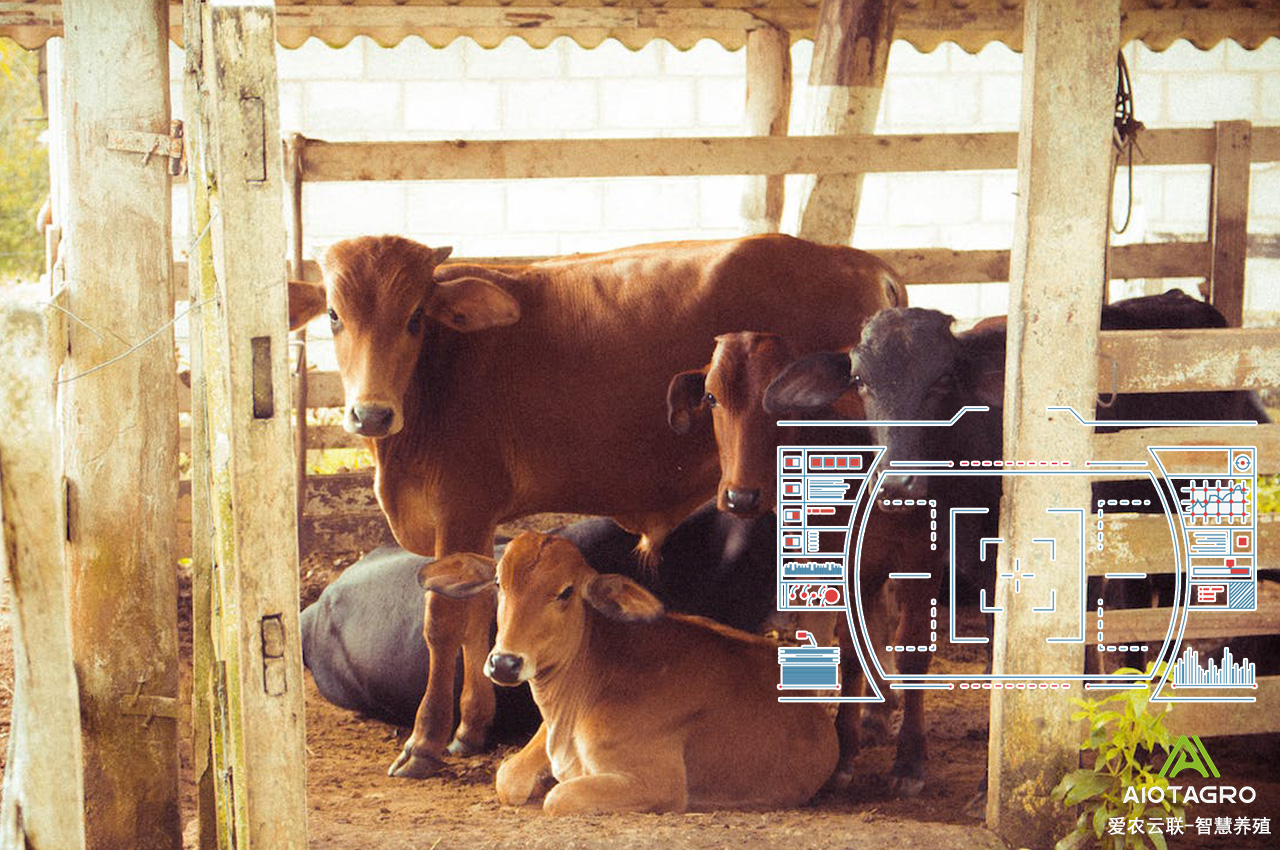 智能化畜牧养殖管理系统的应用与优势-爱农云联