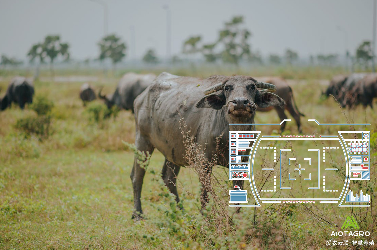探讨未来智能化养殖设备的发展趋势及其应用前景-爱农云联
