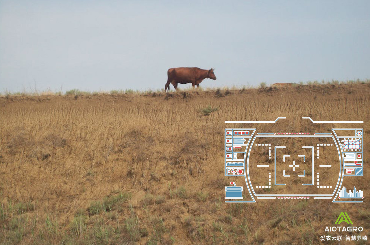 畜牧业的数字化转型：智慧养殖场和智能养殖的兴起-爱农云联
