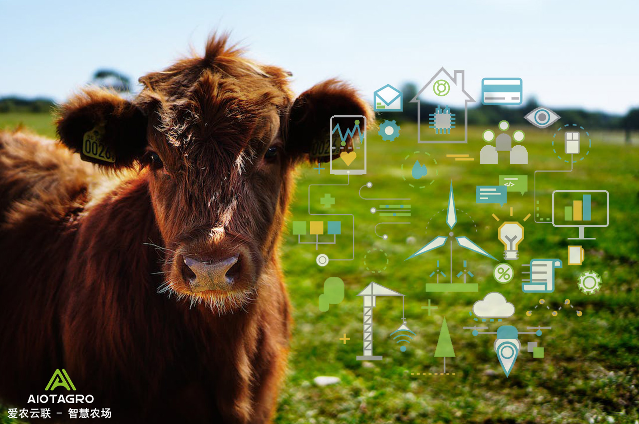 数字化养殖场、智慧农场和银行贷款监管：推动生物资产数字化转型-爱农云联