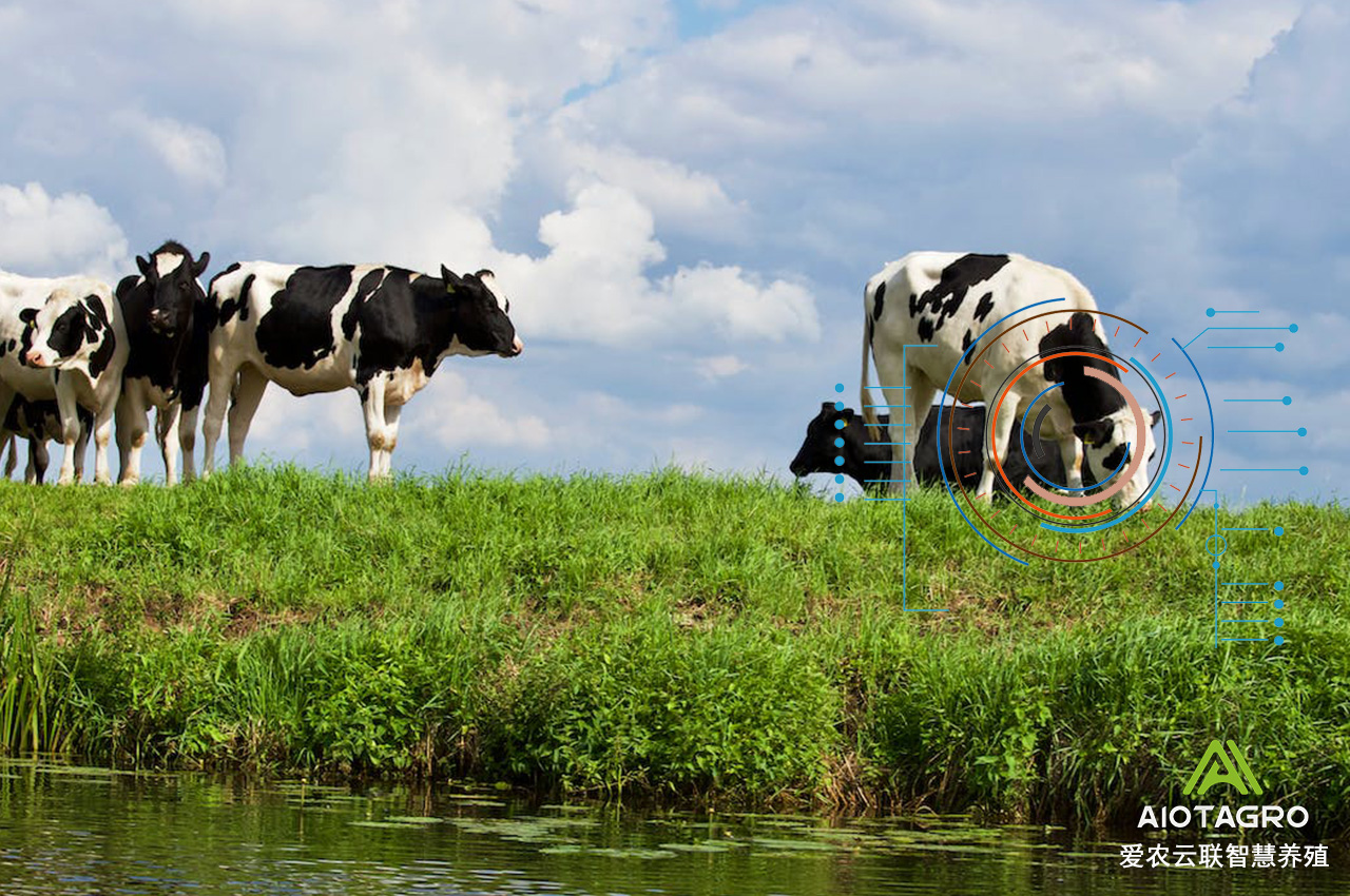 智慧养殖和生物资产数据在未来畜牧业中的应用-爱农云联