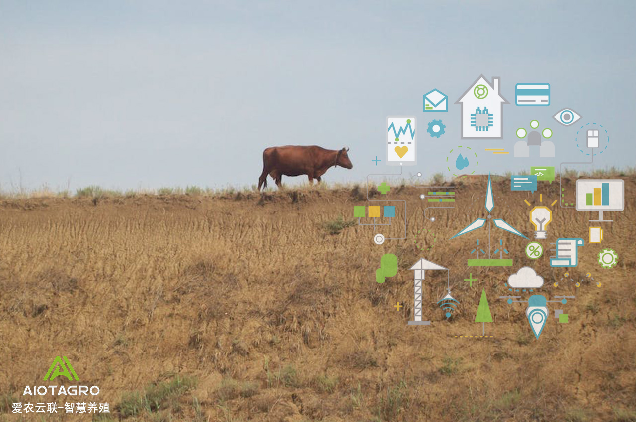 智慧养殖：AI养殖模型与智能化养殖设备的应用-爱农云联