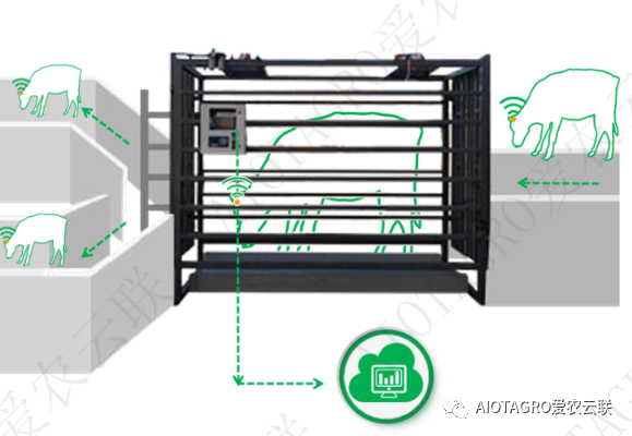 爱农云联智慧牧场活畜智能称重设备