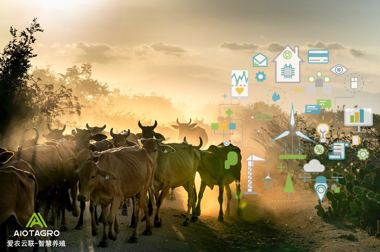 智慧养殖现代化养牛场建设与智能设备应用-爱农云联