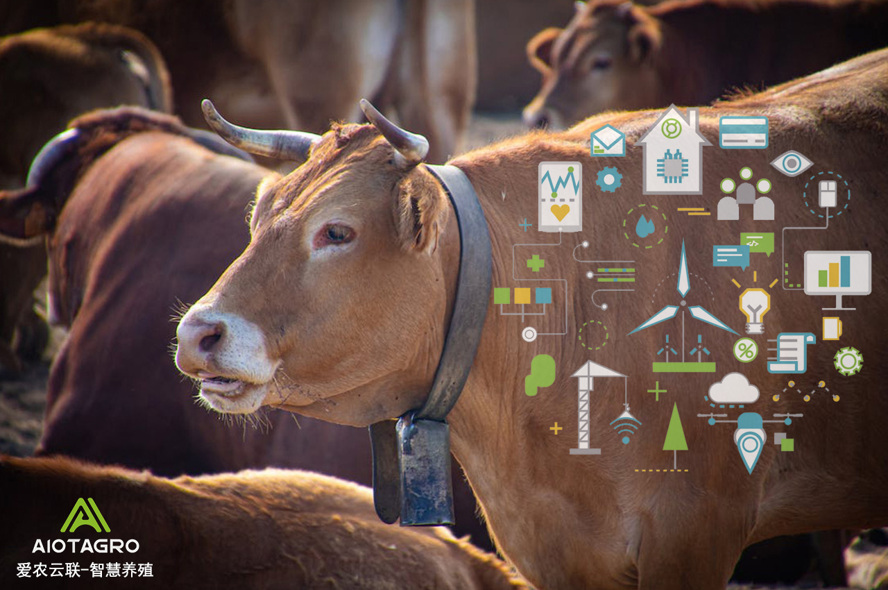 智慧养殖利用AI人工智能技术推动畜牧业现代化-爱农云联