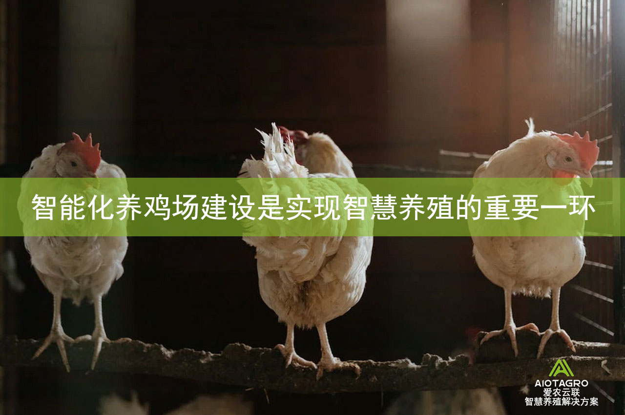 智能化养鸡场建设是实现智慧养殖的重要一环-爱农云联
