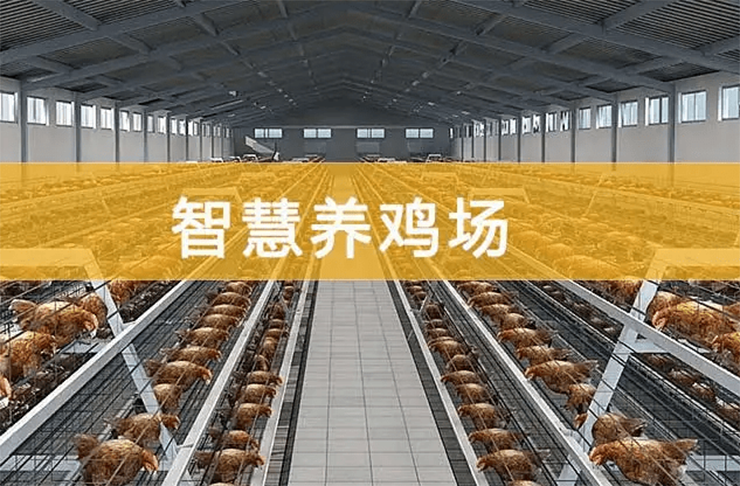 智慧养鸡场建设：AI技术助力跑步鸡的诞生-爱农云联
