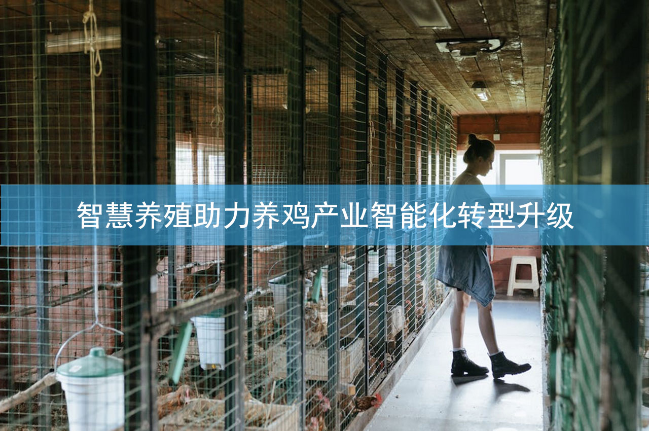 智慧养殖助力养鸡产业智能化转型升级-爱农云联