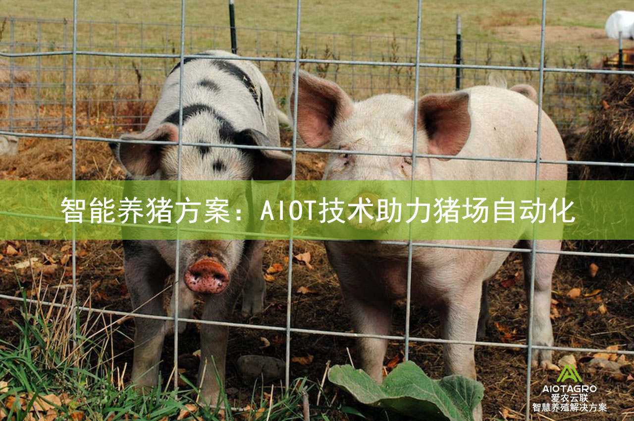 智能养猪方案：AIOT技术助力猪场自动化-爱农云联