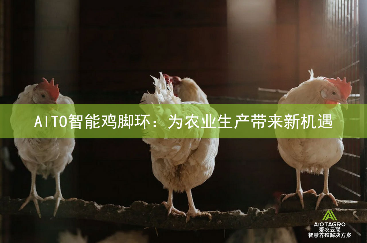 AITO智能鸡脚环：为农业生产带来新机遇-爱农云联