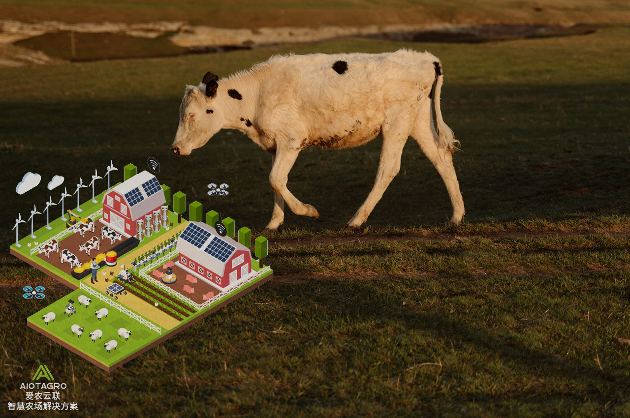 智能养牛解决方案：AIOT智能养殖设备和软件-爱农云联