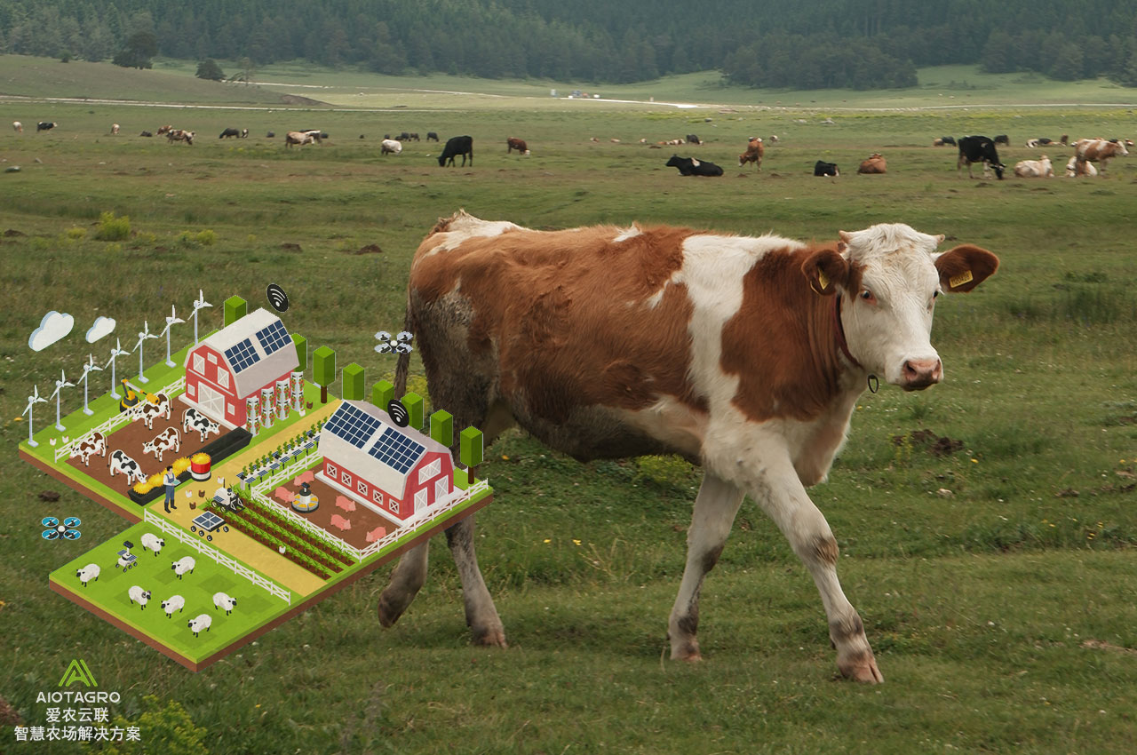 自动化畜牧技术如何改善畜牧业的健康发展-爱农云联