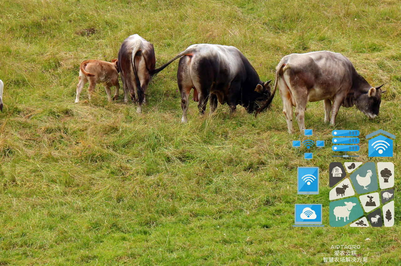 物联网技术改变农牧业生产方式：信息化发展的新趋势-爱农云联
