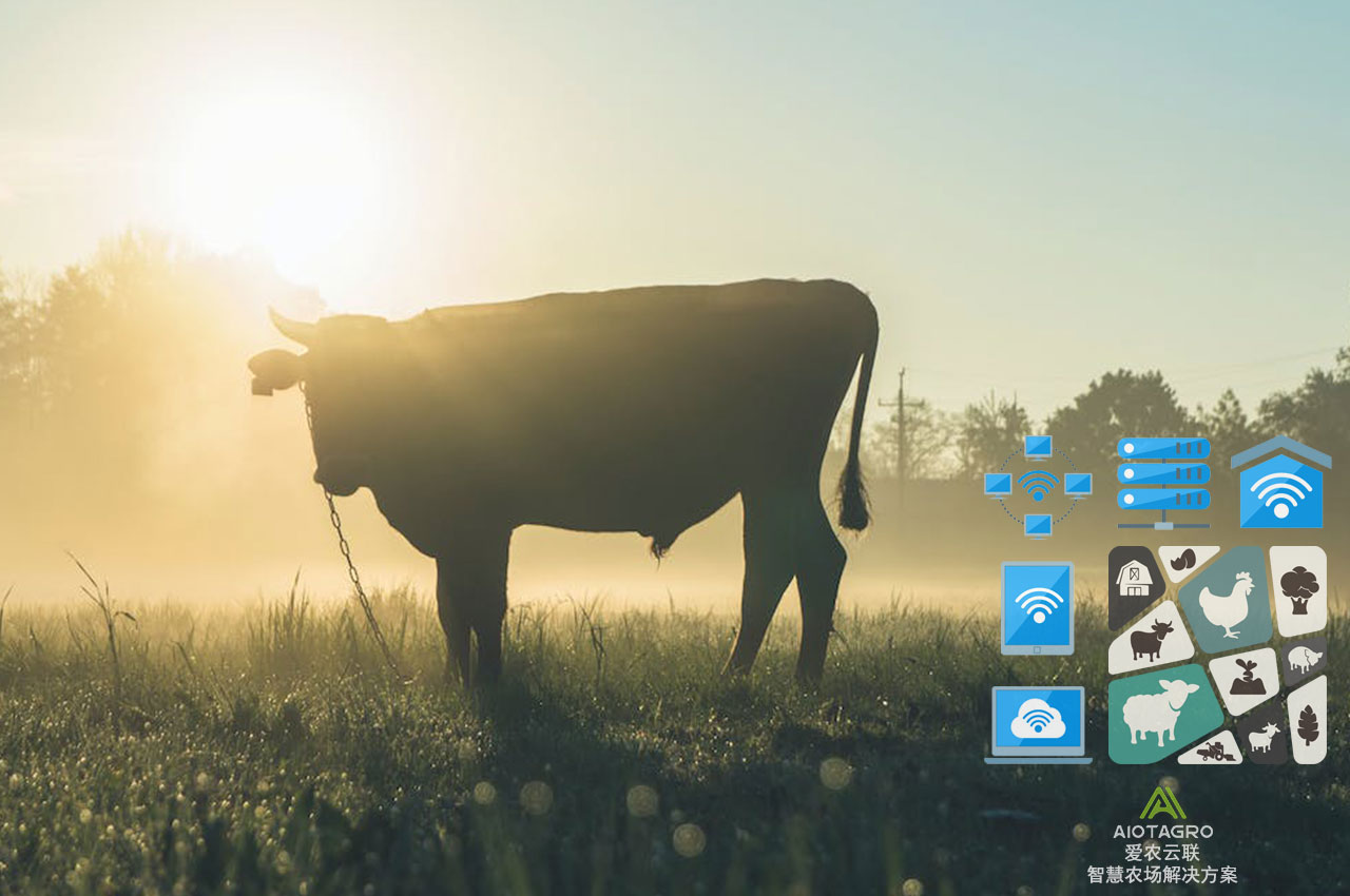 智能化农牧场：物联网+AI推动数字化农业创新-爱农云联