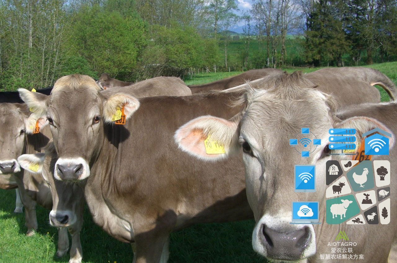 数字化畜牧业：利用管理软件提升养殖场效益-爱农云联