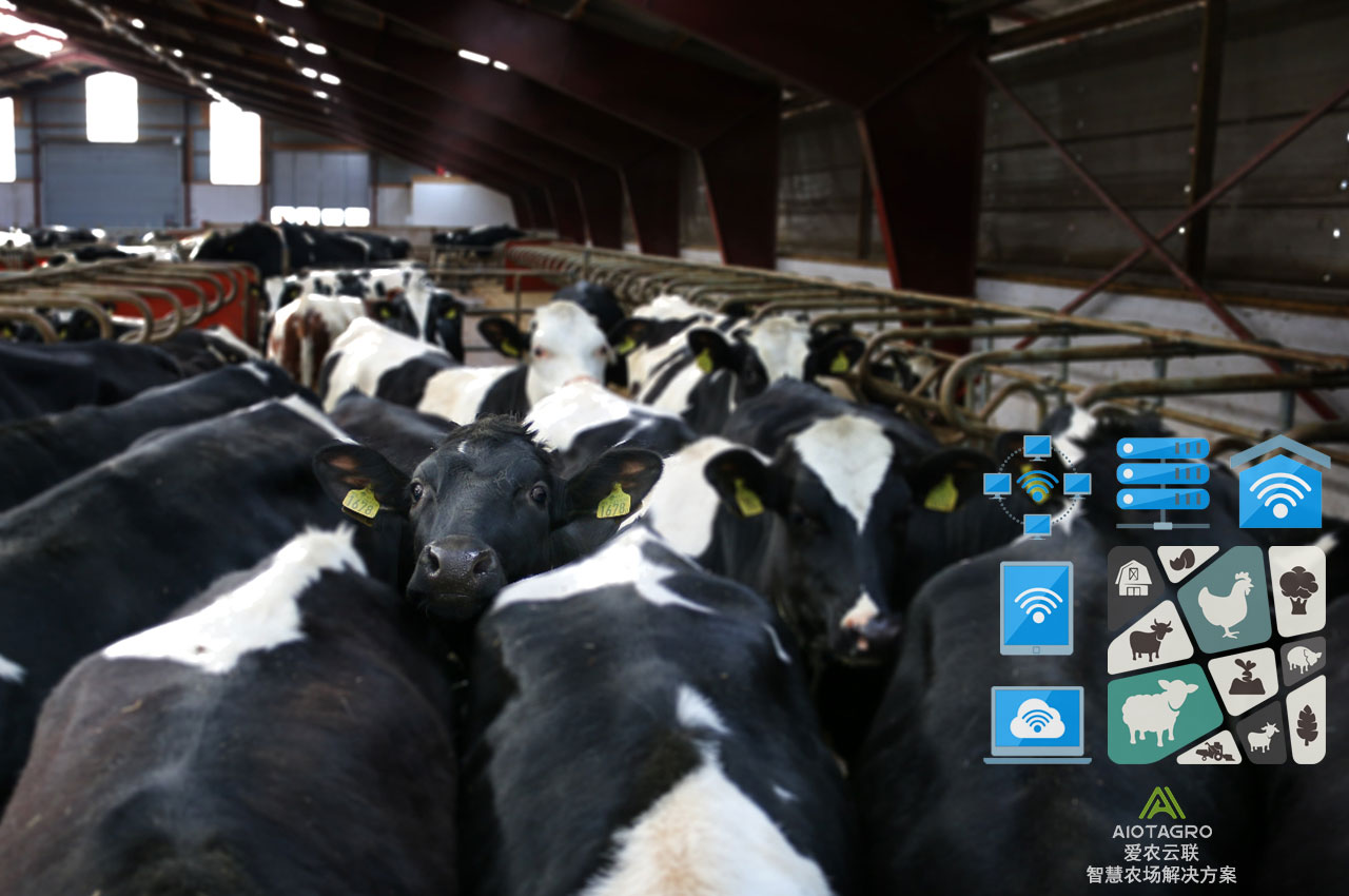 数据化养殖业：管理软件如何提升养殖效率-爱农云联