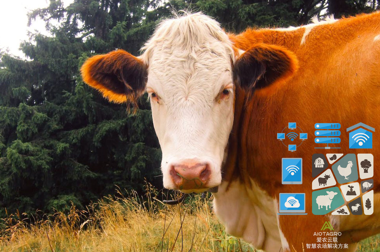 信息化驱动畜牧业：云平台如何实现数据化管理-爱农云联