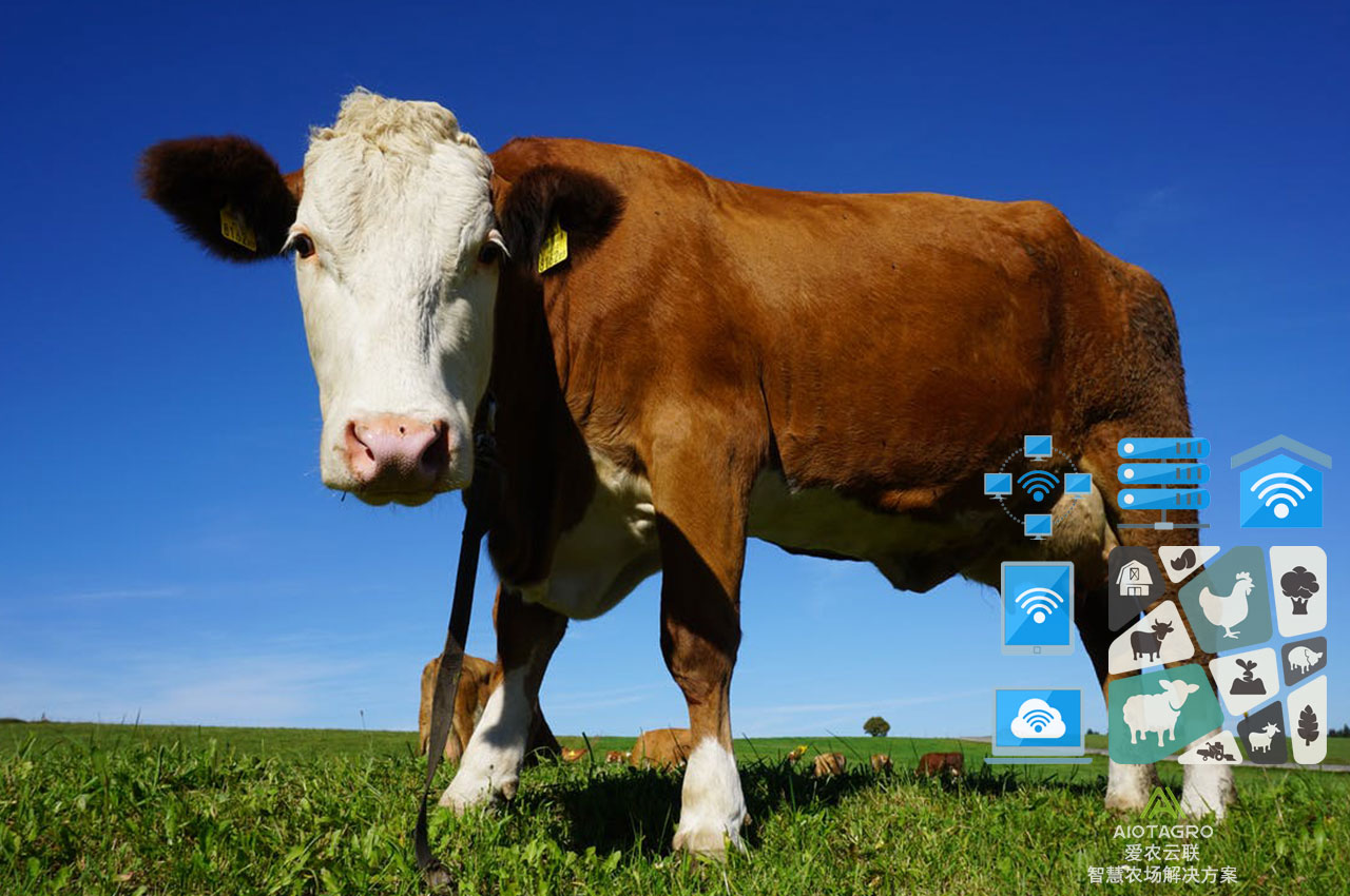 农牧智能化：人工智能+物联网推动数字化农业升级-爱农云联