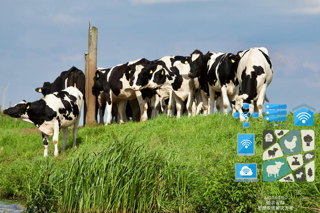 AIOT畜牧业解决方案：数字化养牛养殖过程分析-爱农云联