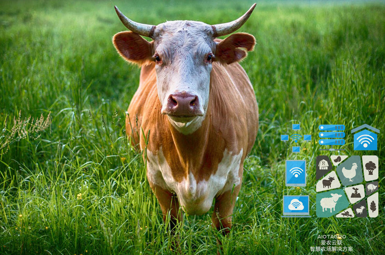 数字化养牛生产效率提升：物联网农牧场解决方案-爱农云联