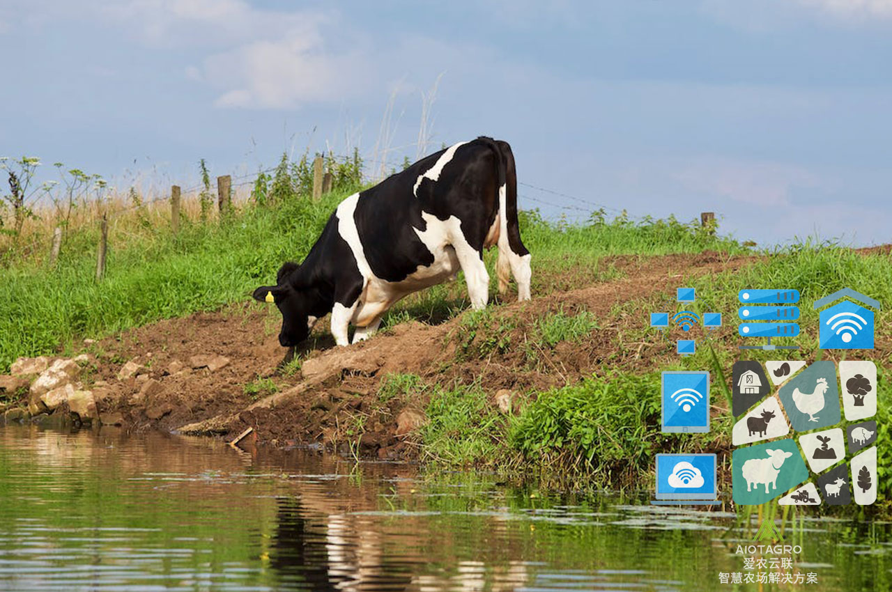 AIOT物联网养牛场自动化解决方案：优化养殖效益-爱农云联