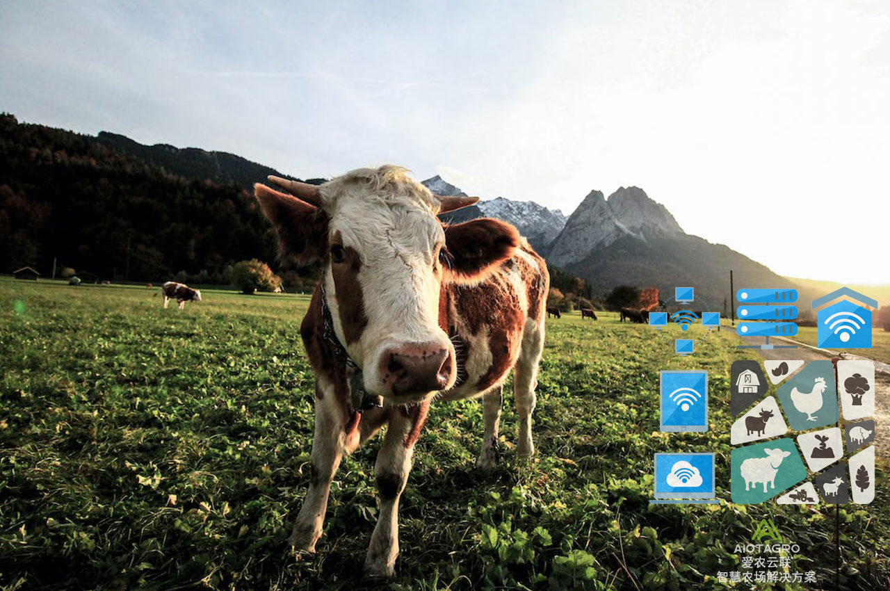 AIOT养殖场解决方案：智能化养牛健康监测系统-爱农云联