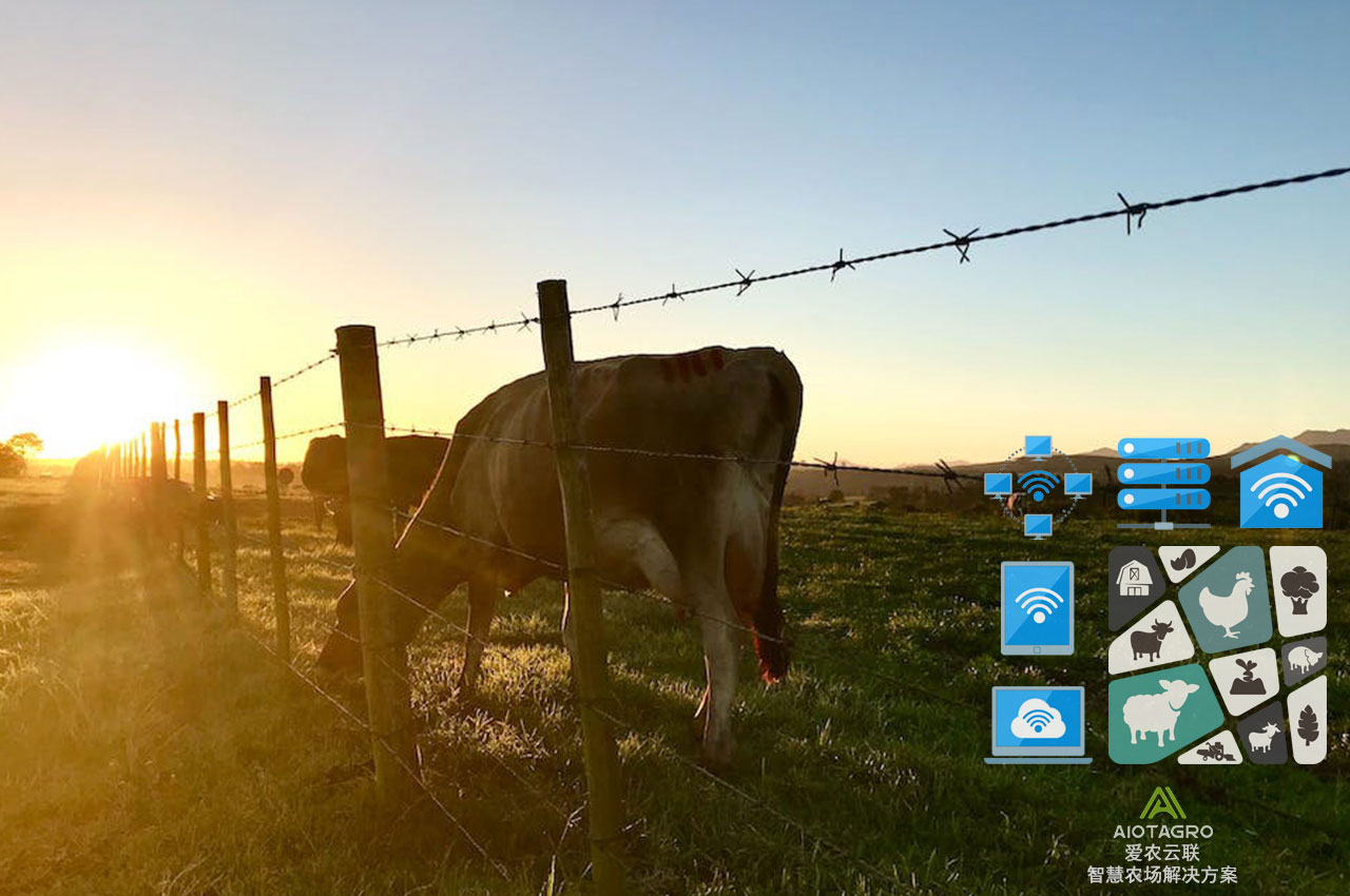 AIoT物联网应用：打造智慧畜牧业数字化转型-爱农云联