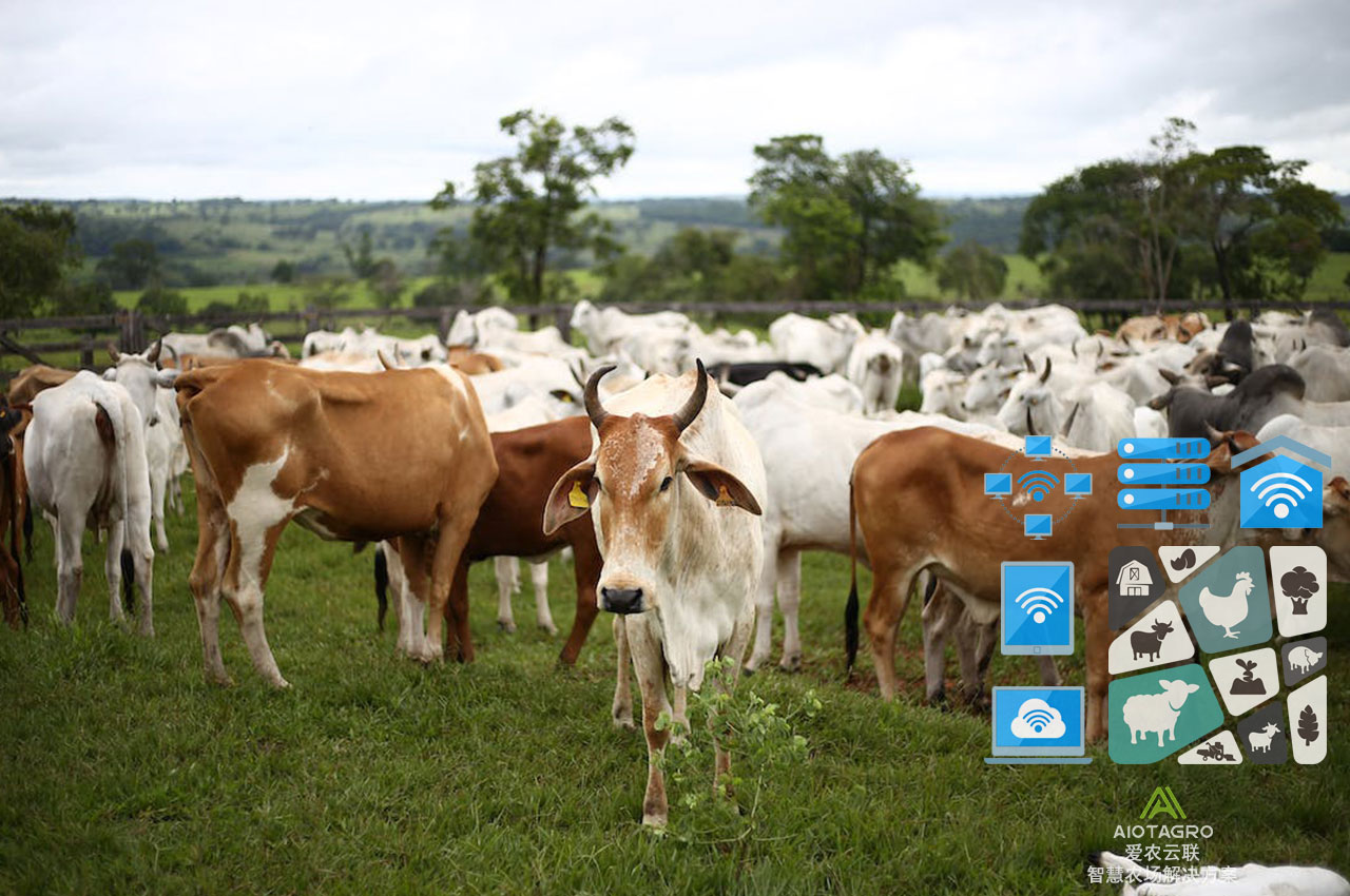 自动化畜牧场的创新解决方案：大型养殖场实现智能化管理-爱农云联