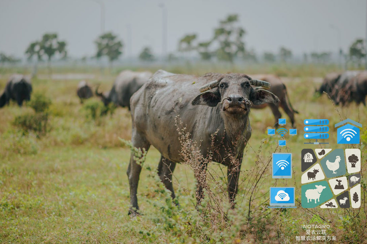 畜牧业数字化创新：智能化技术与商业化应用方案协同-爱农云联