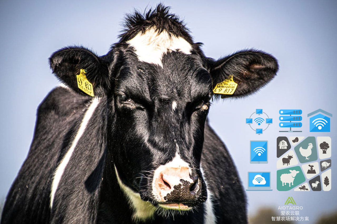 数据化牧场：小型畜牧场的改造方案实现数据化管理-爱农云联