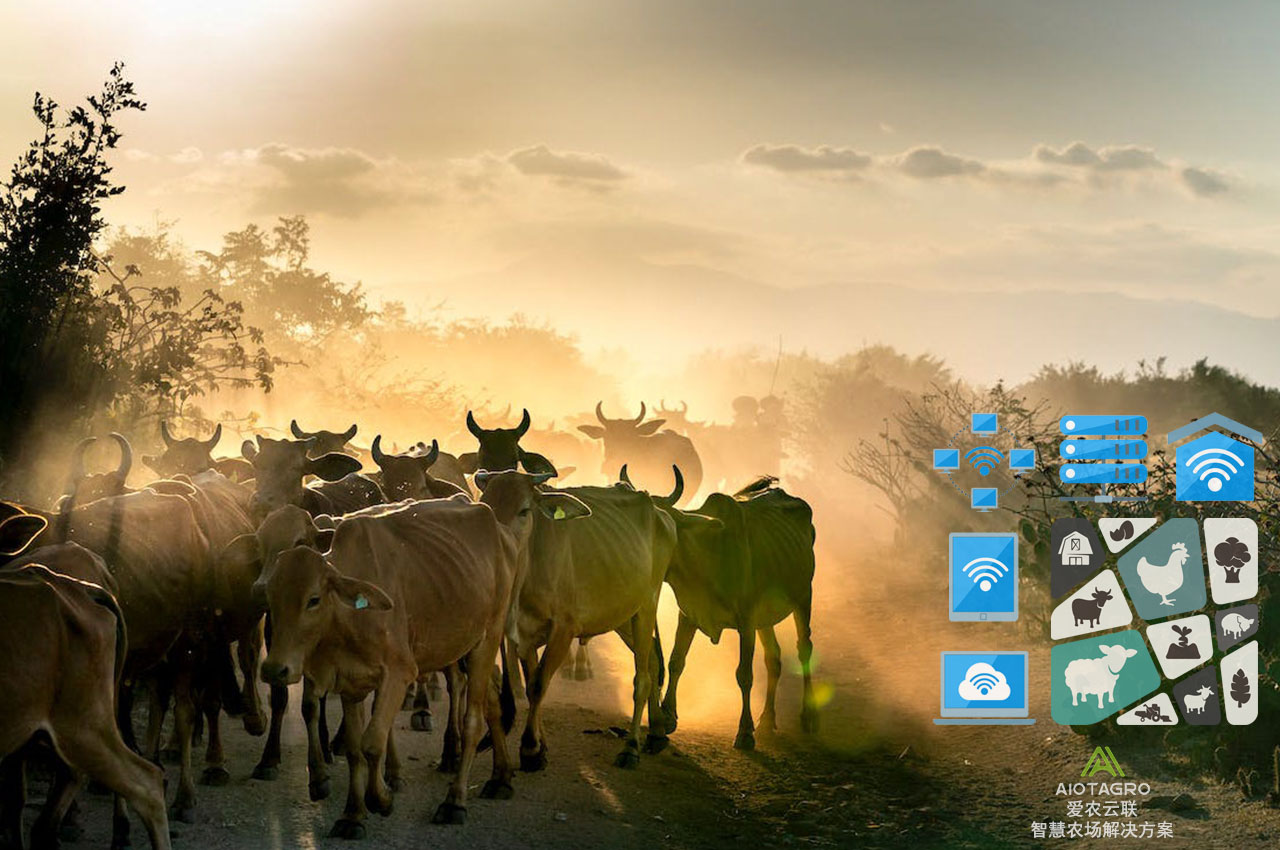 自动化畜牧业：大型畜牧场设备创新实现自动化畜牧-爱农云联