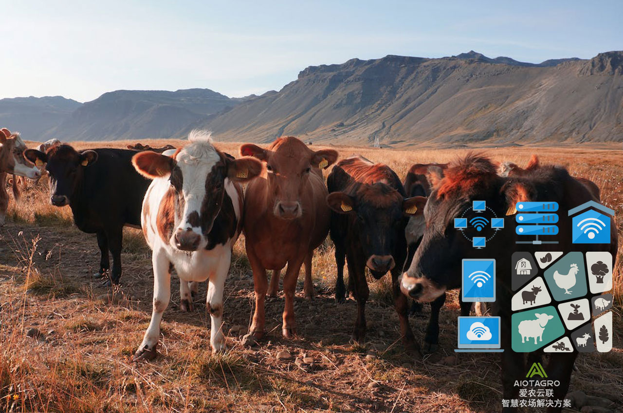AI决策支持系统在养殖场中的应用解决方案-爱农云联