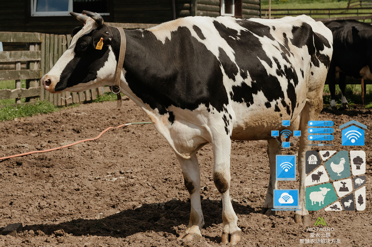 自动化牧场管理：AI养殖设备实现智能化决策支持-爱农云联