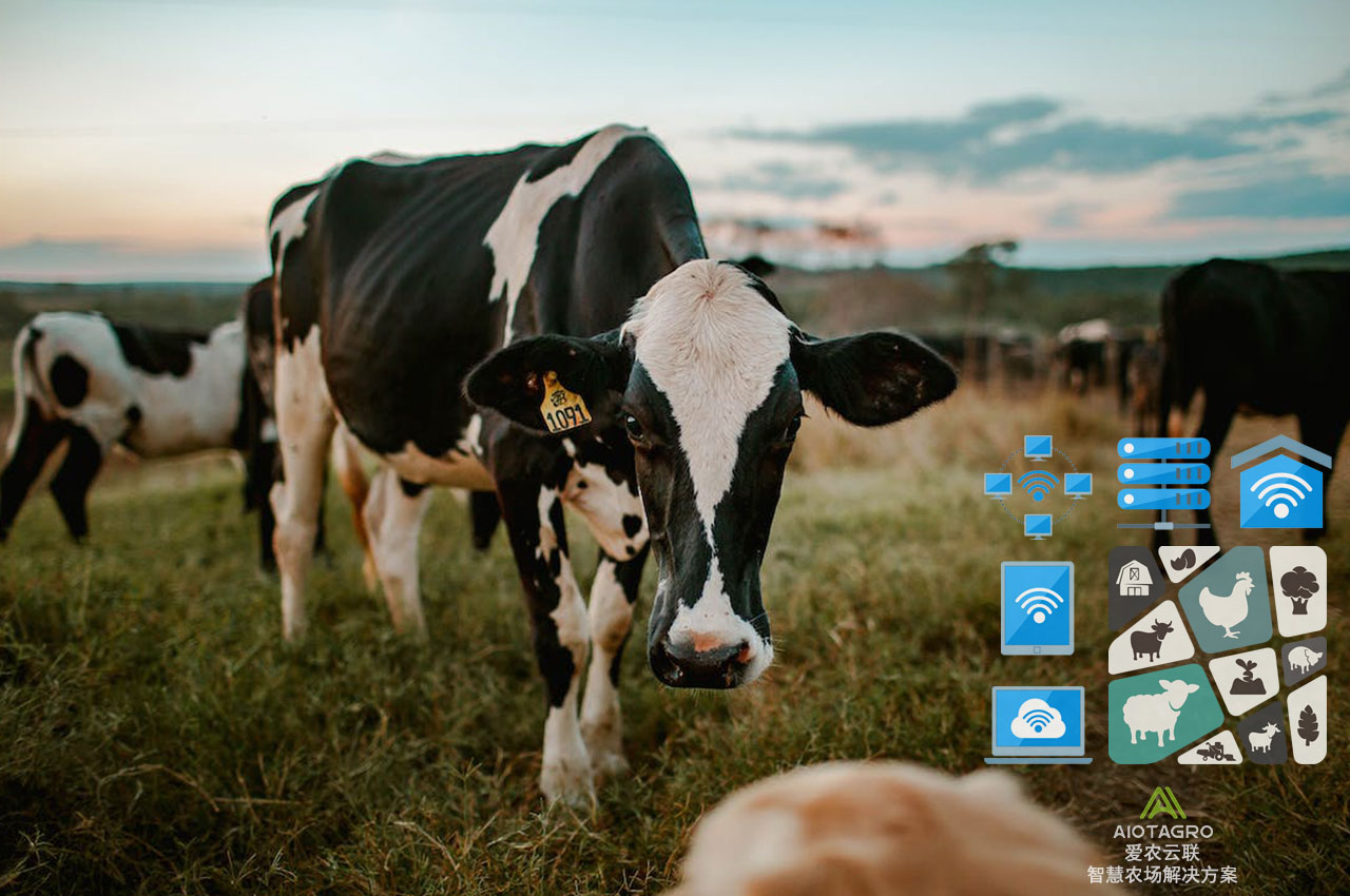 数字化畜牧业：基于数据化决策模型的农场管理-爱农云联
