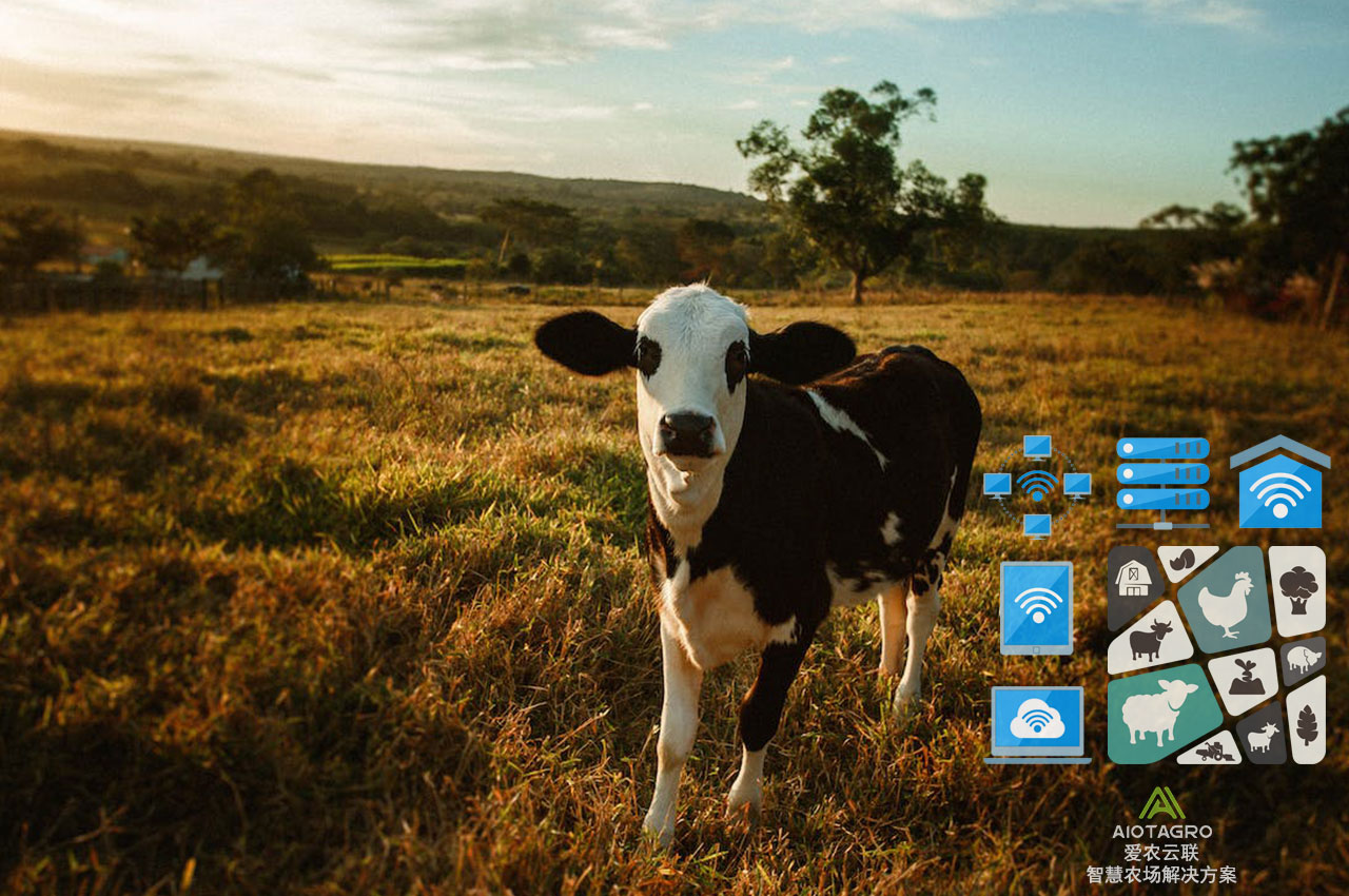 养殖场信息化建设：利用AI技术提高决策精度-爱农云联