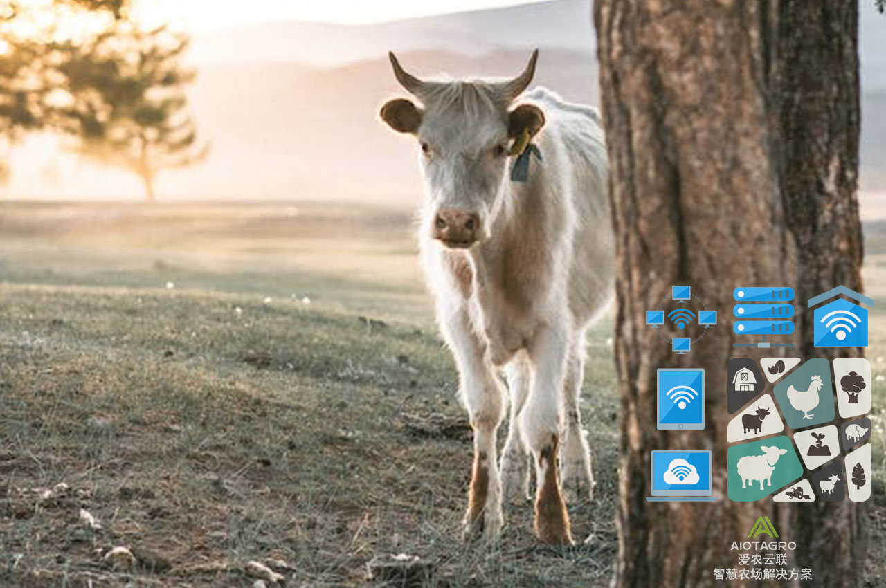自动化技术在畜牧业数字化转型中的金融支持-爱农云联