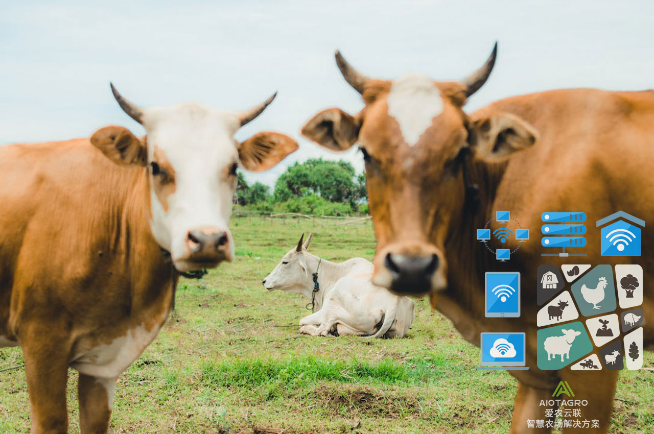 数字化农牧业对农业供应链金融的影响及应对策略-爱农云联