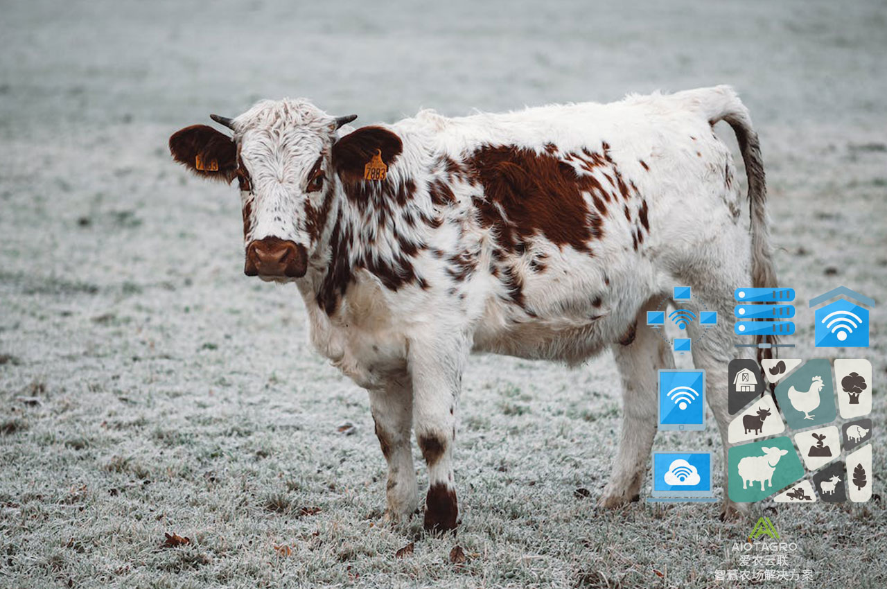 走进智能养牛：科技创新带来的新生产力-爱农云联