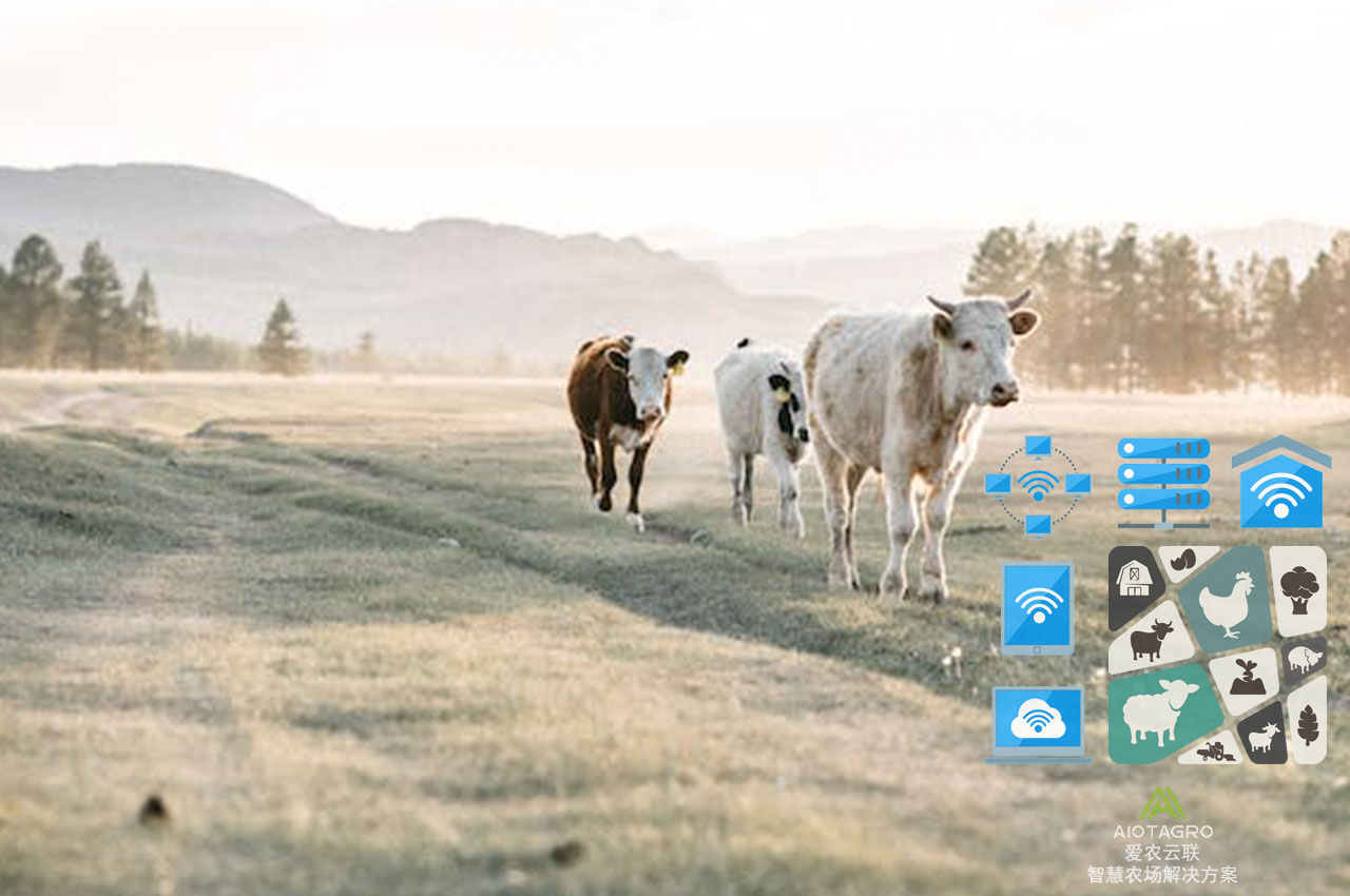 数据化智能养殖场：最新解决方案优化智慧牛场管理-爱农云联